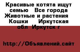 Красивые котята ищут семью - Все города Животные и растения » Кошки   . Иркутская обл.,Иркутск г.